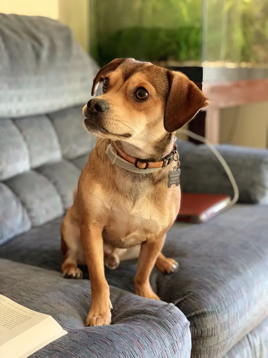 Apollo sitting up on a gray couch, looking toward a sunny window