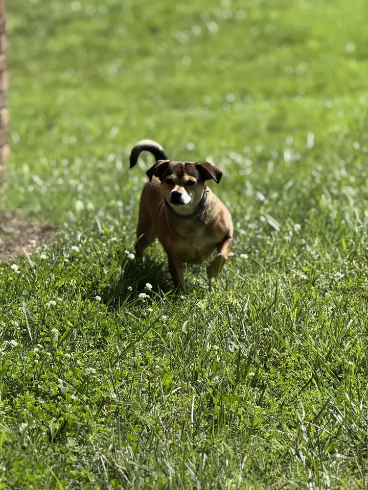 Apollo trotting across a sunny lawn
